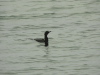 Pygmy Cormorant (Microcarbo pygmaeus)