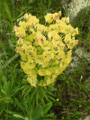 Mediterranean Spurge (Euphorbia characias)