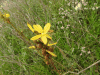 Close-up Flower