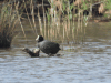 Eurasian Coot (Fulica atra)