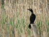 Pygmy Cormorant (Microcarbo pygmaeus)