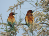 Eurasian Bee-eater (Merops apiaster)