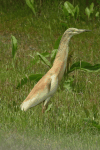 Squacco Heron (Ardeola ralloides)