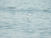 Mediterranean Gull (Ichthyaetus melanocephalus)