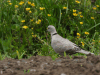 Eurasian Collared Dove (Streptopelia decaocto)