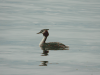 Great Crested Grebe (Podiceps cristatus)