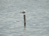 Yellow-legged Gull (Larus michahellis)