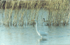 American Great Egret (Ardea alba egretta)