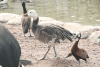 Snow Goose (Anser caerulescens)