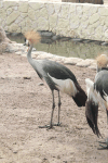 Grey Crowned Crane (Balearica regulorum)