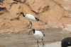 African Sacred Ibis (Threskiornis aethiopicus)