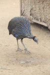 Vulturine Guineafowl (Acryllium vulturinum)