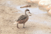 Red-billed Teal (Anas erythrorhyncha)