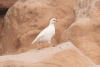 Chukar Partridge (Alectoris chukar)