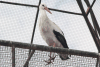 European White Stork (Ciconia ciconia ciconia)