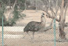 Emu (Dromaius novaehollandiae)