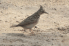 Crested Lark (Galerida cristata)