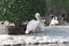 Great White Pelican (Pelecanus onocrotalus)