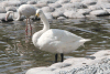 Whooper Swan (Cygnus cygnus)