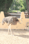 Common Ostrich (Struthio camelus)