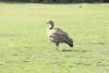 Cape Barren Goose (Cereopsis novaehollandiae)