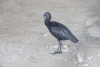 Puna Ibis (Plegadis ridgwayi)