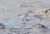 Dunlin (Calidris alpina)