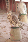 Common Kestrel (Falco tinnunculus)