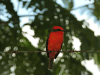 Vermilion Flycatcher (Pyrocephalus obscurus)