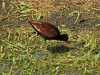 Northern Jacana (Jacana spinosa)