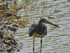 Tricolored Heron (Egretta tricolor)