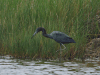 Egretta caerulea