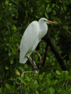 American Great Egret (Ardea alba egretta)