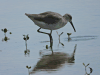 Willet (Tringa semipalmata)