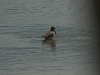 Dunlin (Calidris alpina)