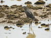 Bare-throated Tiger Heron (Tigrisoma mexicanum)