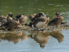 American Wigeon (Mareca americana)