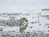 Calidris Sandpiper (Calidris sp.)