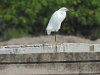 Snowy Egret (Egretta thula)