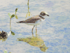 Semipalmated Plover (Charadrius semipalmatus)