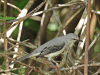 Tropical Mockingbird (Mimus gilvus)