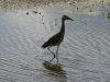 Yellow-crowned Night Heron (Nyctanassa violacea)