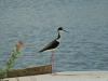 Black-necked Stilt (Himantopus mexicanus)