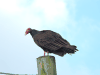 Turkey Vulture (Cathartes aura)