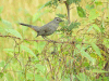 Gray Catbird (Dumetella carolinensis)