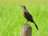 Great-tailed Grackle (Quiscalus mexicanus)