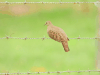 Ruddy Ground Dove (Columbina talpacoti)