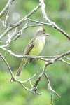 Yellow-bellied Elaenia (Elaenia flavogaster)