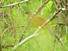 Plain Chachalaca (Ortalis vetula)