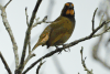 Yellow-faced Grassquit (Tiaris olivaceus)